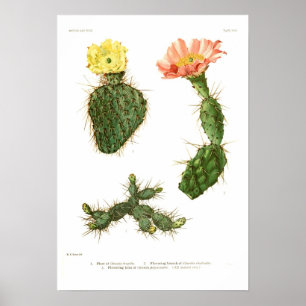 Opuntias Poster