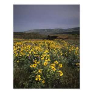OR, Columbia River Gorge, Rowena Plateau, Tom Photo Print