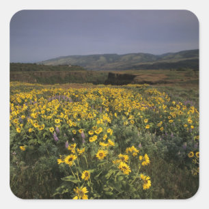 OR, Columbia River Gorge, Rowena Plateau, Tom Square Sticker