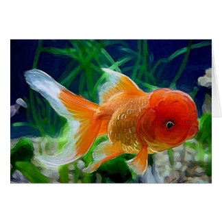 Oranda Goldfish