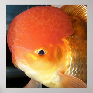 Oranda goldfish photo print