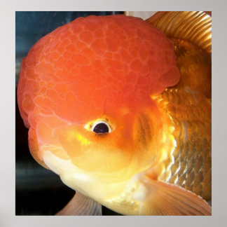Oranda goldfish photo print