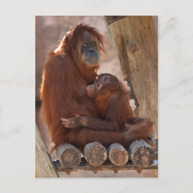 Orang Mother & Child 7312 Postcard (Front)