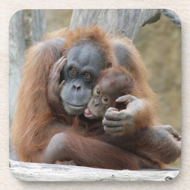 Orang Utan 001 Coaster (Front)