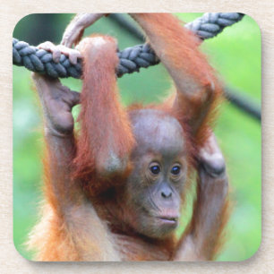 Orang Utan 029 Coaster