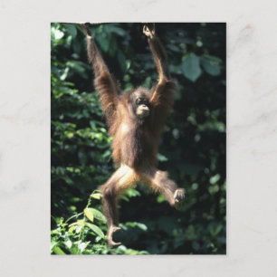 Orang utan in Borneo Postcard