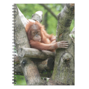 Orang-Utan Notebook