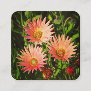 Orange African Daisies Square Business Card