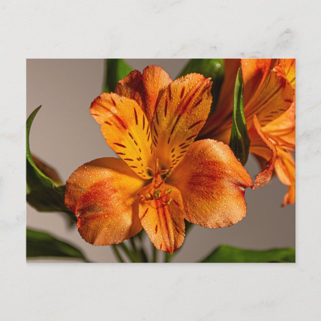 Orange Alstroemeria Lily Postcard (Front)