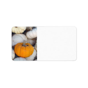 Orange among white pumpkins label