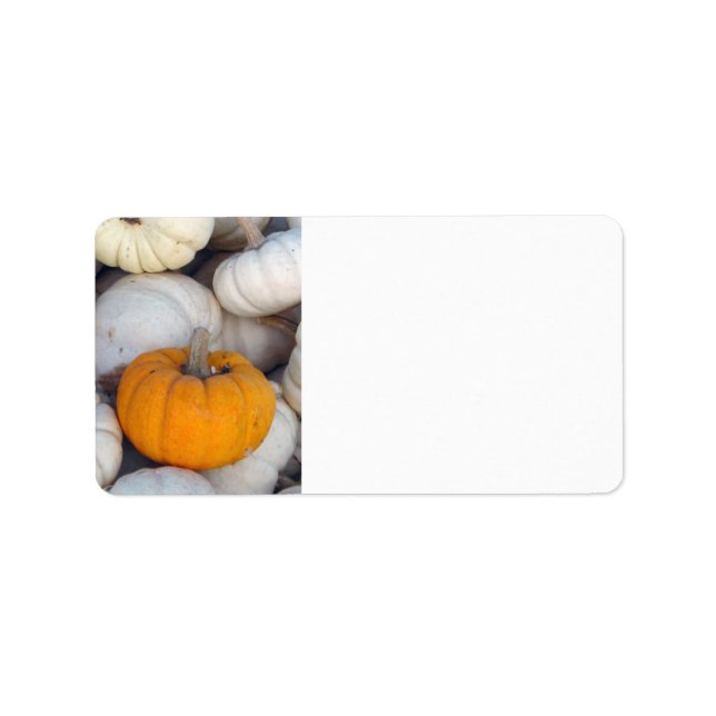 Orange among white pumpkins label (Front)