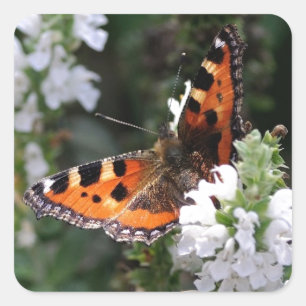 Orange and Black Butterfly on White Flowers Square Sticker