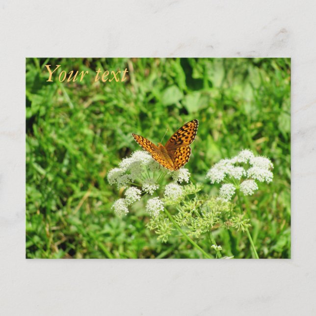 Orange and Black Butterfly Postcard (Front)