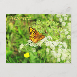 Orange and Black Butterfly White Flowers Postcard