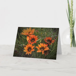 Orange and Black Gazanias Blank Greeting Card