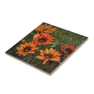 Orange and Black Gazanias Ceramic Tile