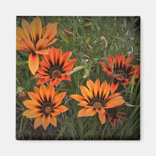 Orange and Black Gazanias Magnet