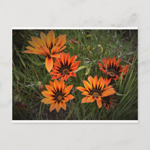Orange and Black Gazanias Postcard