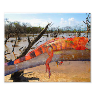 Orange and black lizard in Margarita Photo Print