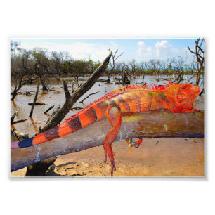 Orange and black lizard in Margarita Photo Print