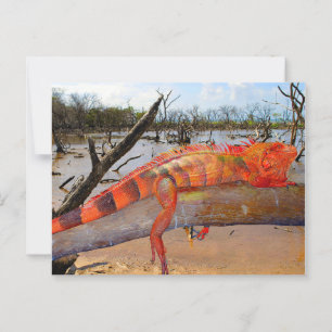 Orange and black lizard in Margarita Postcard