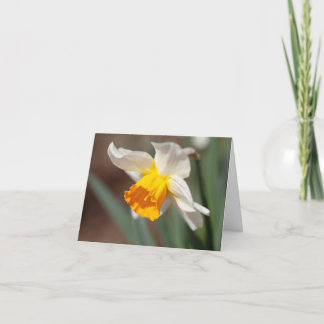 Orange and Cream Coloured Tulip Thank You Card