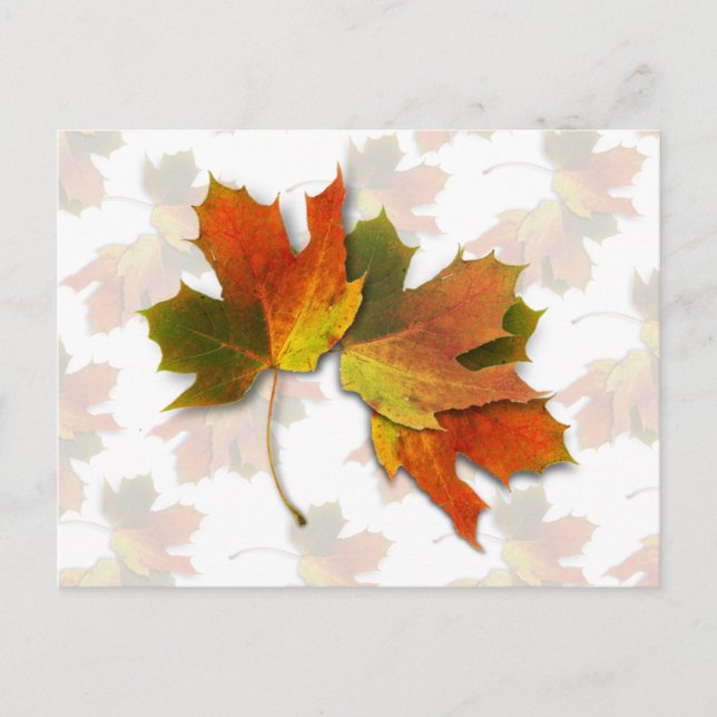Orange And Golden  Autumn Leaves Postcard (Front)