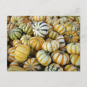Orange and Green Autumn Harvest Gourds Postcard