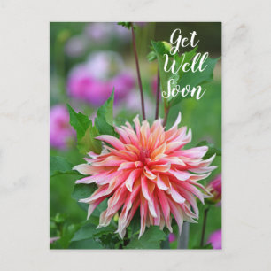 Orange and Pink Dahlia Flower Get Well Soon Postcard
