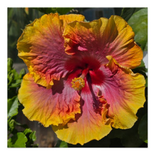 Orange and Pink Hibiscus Poster