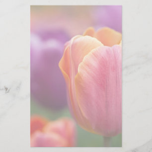 Orange and Pink Late Tulip Stationery