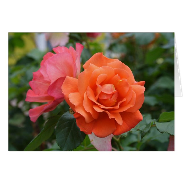 Orange And Pink Rose (Front Horizontal)
