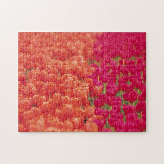 Orange and Pink Tulips Jigsaw Puzzle (Horizontal)