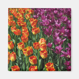 Orange and purple tulips beauty magnet