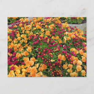 Orange and Red Flower Bed Postcard
