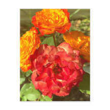 Orange And Red Flower Garden