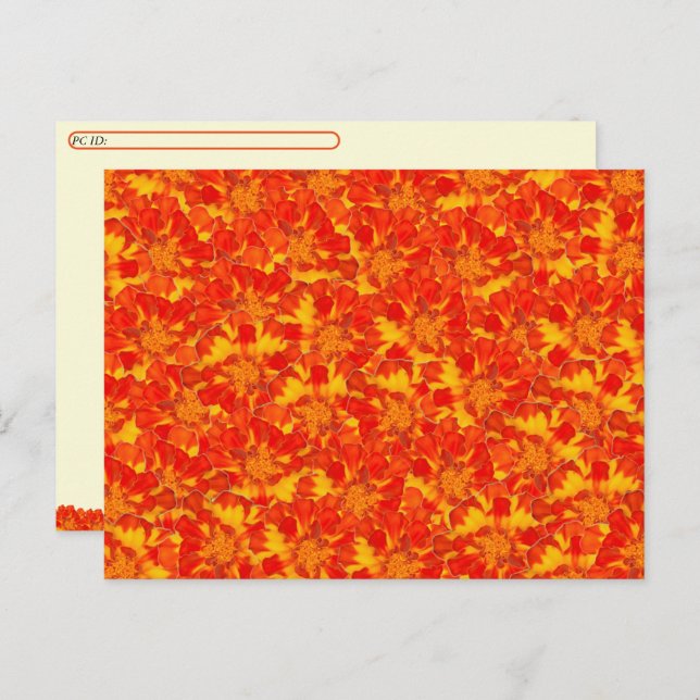 Orange and Red Marigold Floral Postcard (Front/Back)