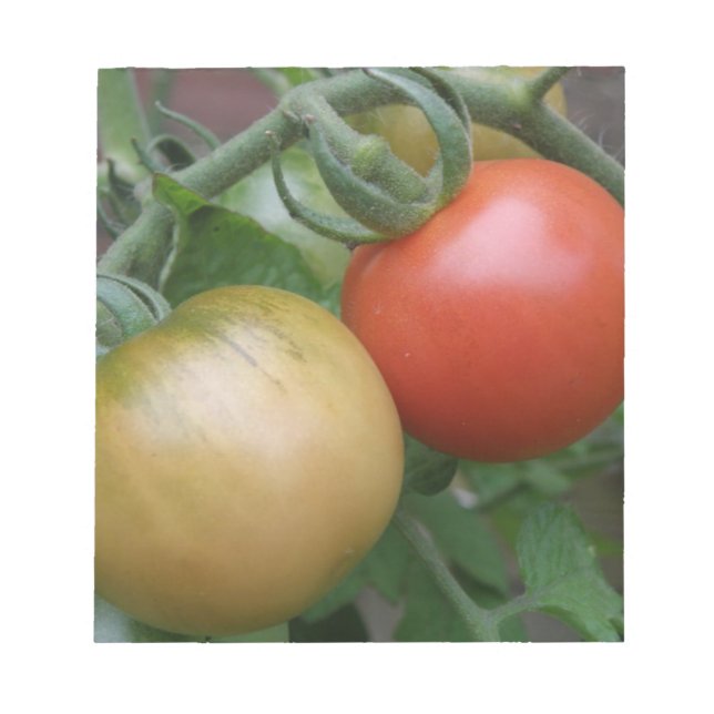 Orange and Red Tomatoes Notepad (Front)