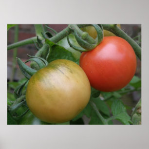 Orange and Red Tomatoes Print