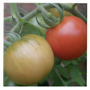 Orange and Red Tomatoes Tile