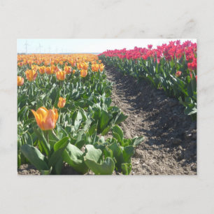 Orange and Red Tulips Field DIY Postcard