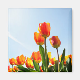 Orange and red tulips from below magnet