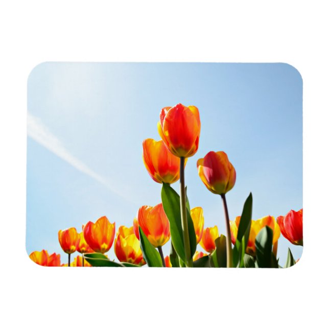 Orange and red tulips from below magnet (Horizontal)
