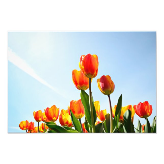 Orange and red tulips from below photo print (Front)