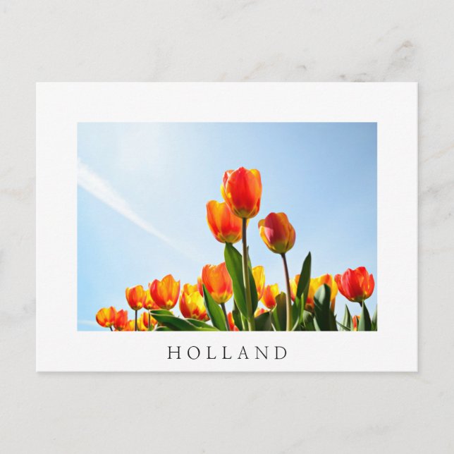 Orange and red tulips from below postcard (Front)
