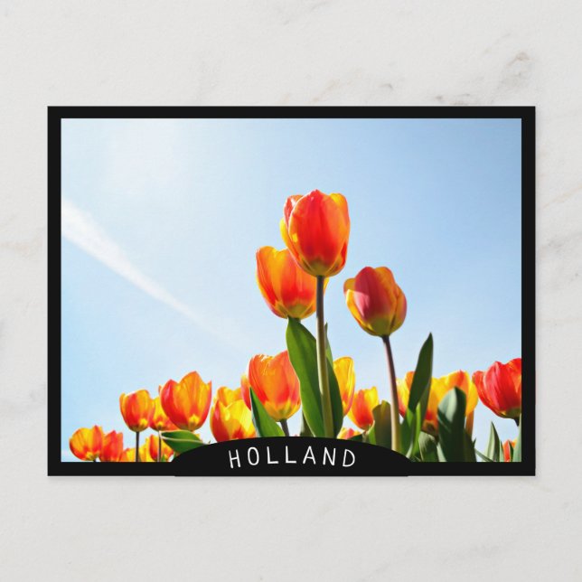 Orange and red tulips from below postcard (Front)
