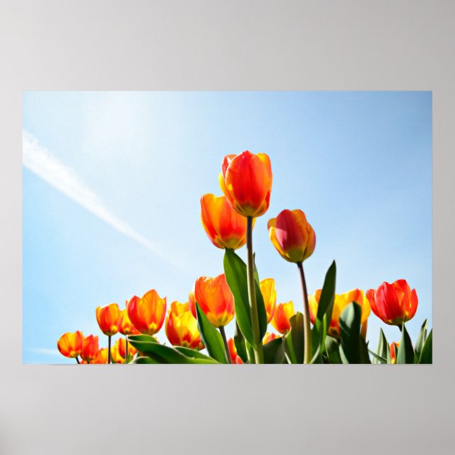 Orange and red tulips from below poster (Front)