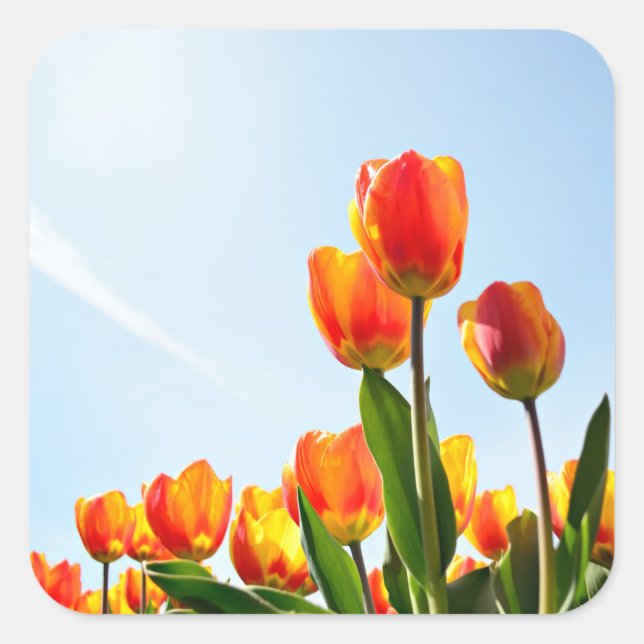 Orange and red tulips from below square sticker (Front)