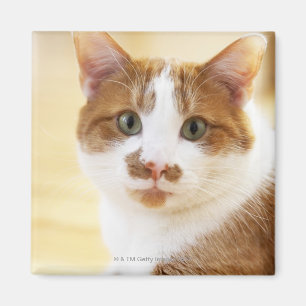 orange and white cat looking at camera magnet
