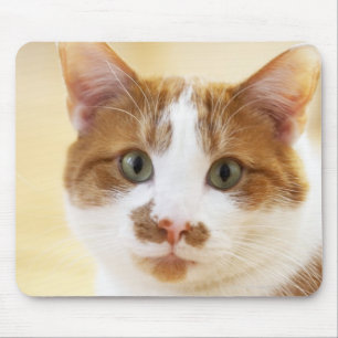 orange and white cat looking at camera mouse pad
